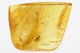 Fossil Soft-Bodied Plant Beetle (Electribius) in Baltic Amber #307630-1